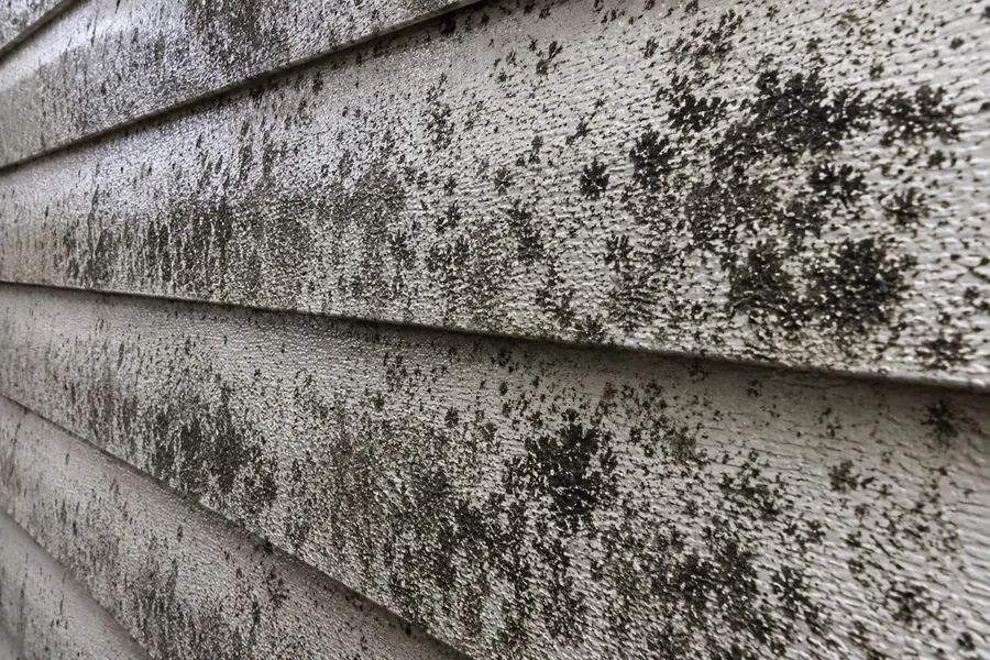 北側の外壁に発生した黒カビの汚れ